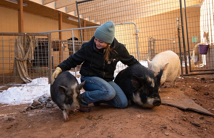 Abby Leuchten volunteering with the potbellied pigs at Best Friends