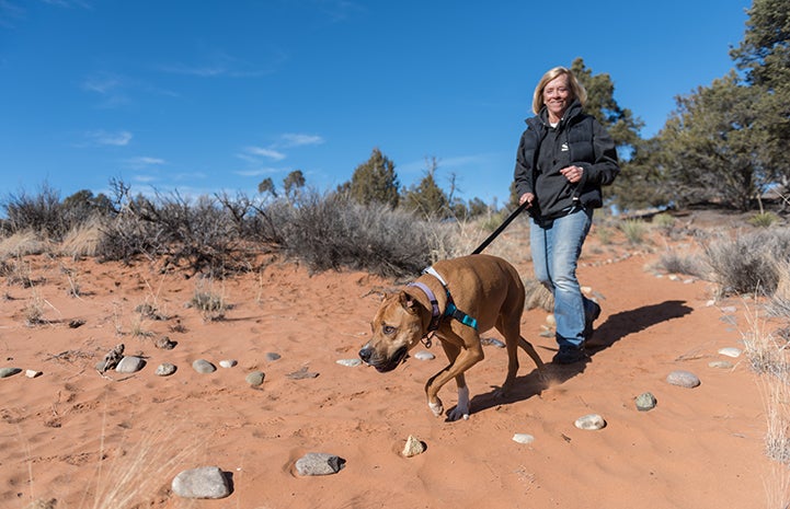 Volunteer Denny Erardi walking Harvey the dog on a trail lined with stones