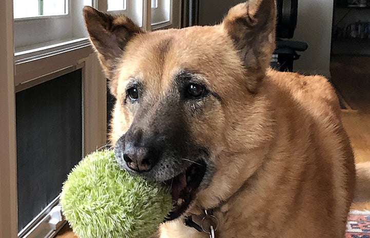 Samantha the German shepherd mix holding a toy in her mouth