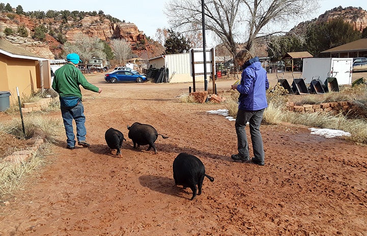 Volunteers Jean and Steve walking three pigs