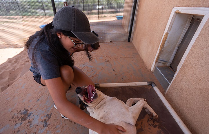 Chloe volunteering at Dogtown, petting Bob the dog who is lying down and enjoying the attention