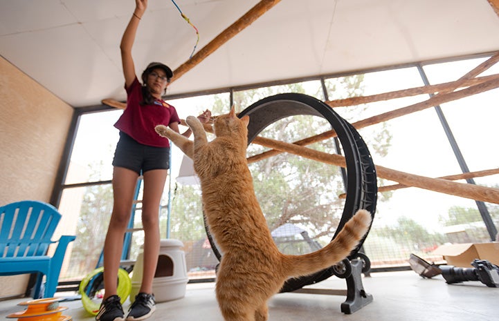 Chloe playing with a wand toy with Kreamsicle the cat