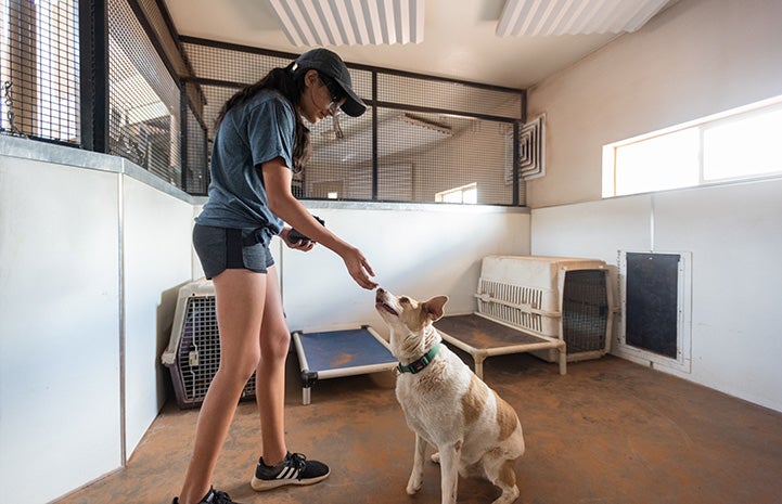 Junior ambassador Chloe volunteering with Wheeler the dog who is sitting in a room