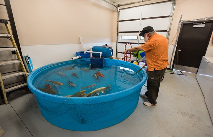 Doug Stockdale is part of the local volunteer koi team