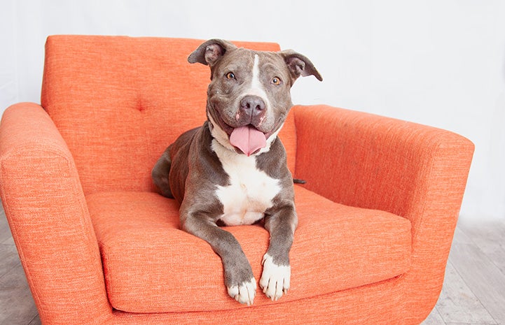 March the dog lying on a big orange chair