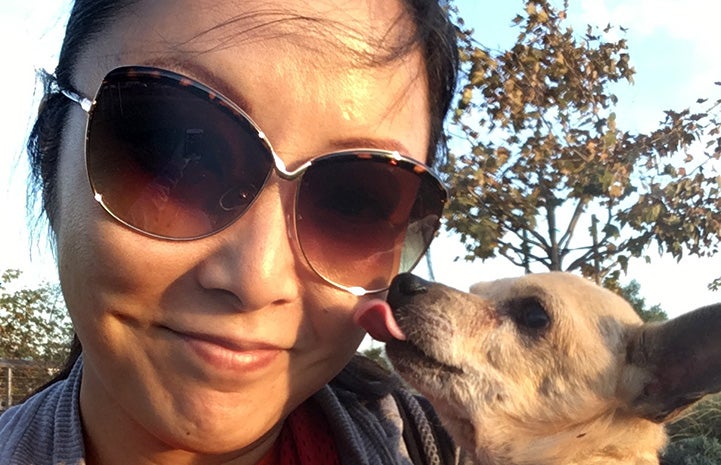 Volunteer Ranko Fukuda wearing sunglasses and holding a small Chihuahua who is licking her cheek