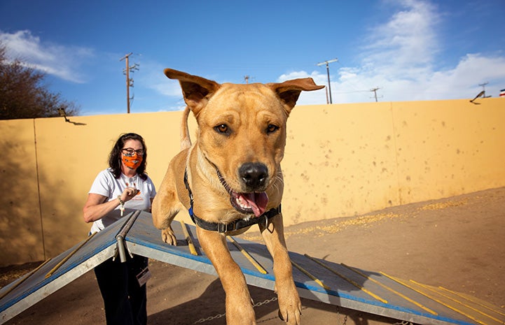 Yule the dog doing agility training with volunteer Kristin Biggs