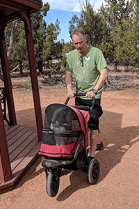 Man pushing a cat in a stroller