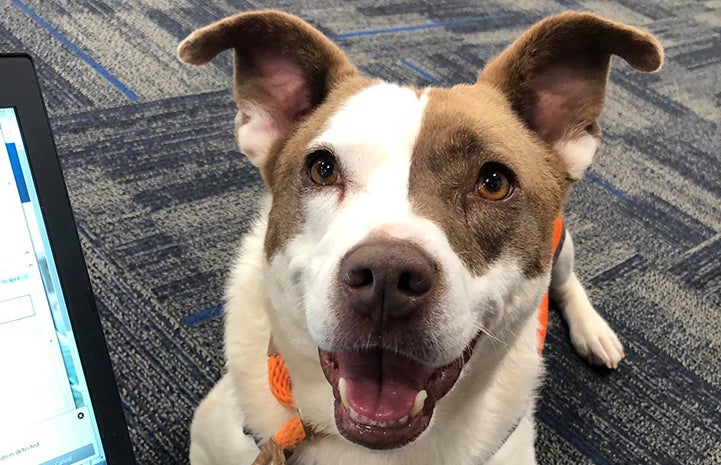 Gertie the dog went along with a volunteer to get a car serviced and enjoyed her time away from the shelter