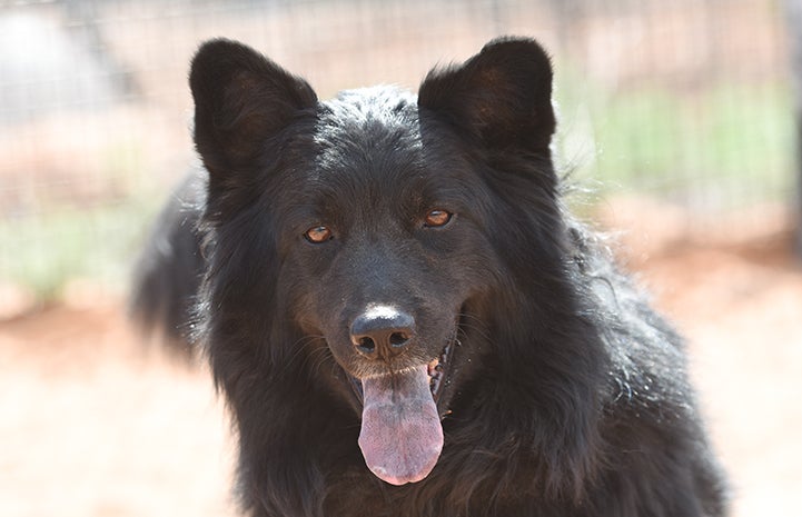 Donner the senior border collie mix