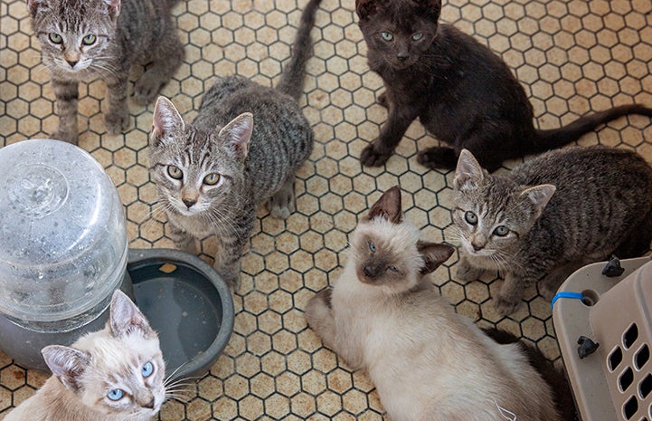 Large litter of kittens being fostered by Michael Moran