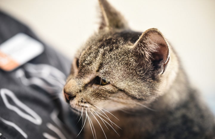 Tabby cat lying on the chest of a person