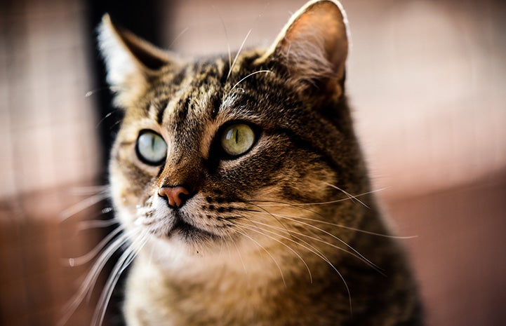 The face of a gray tabby cat 