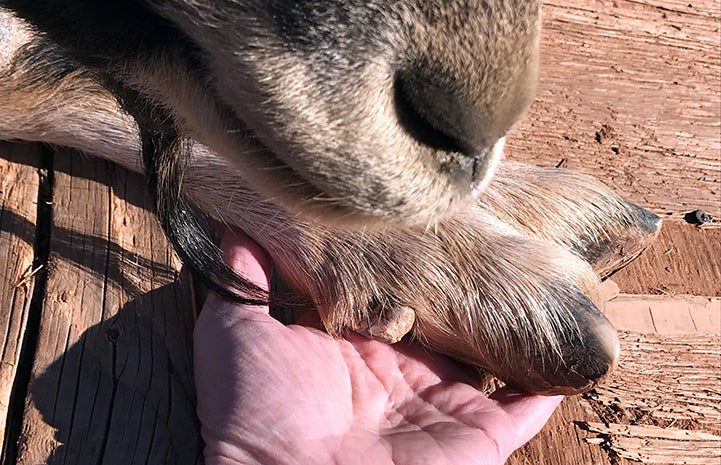 Volunteer Leila Botsford's hand holding a goat hoof