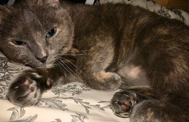 Dilute calico cat Cheyenne lying down