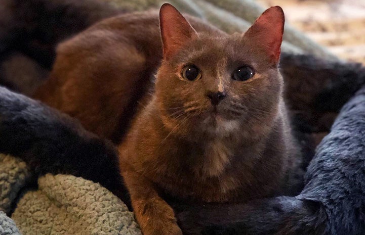 Cheyenne the dilute cat lying in a blue cat bed