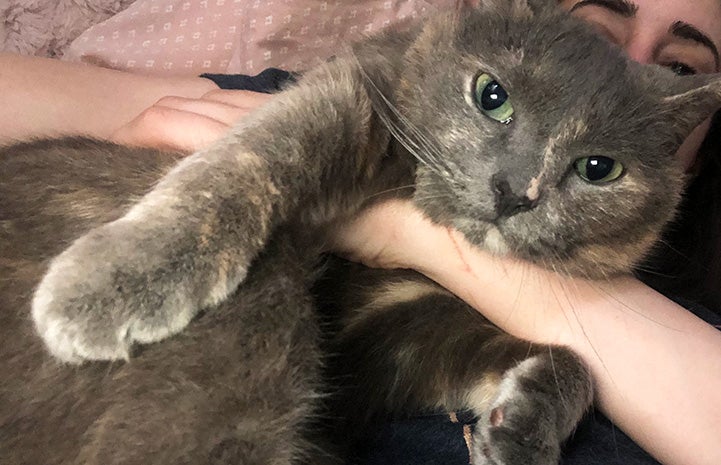 Woman holding Cheyenne the dilute calico cat