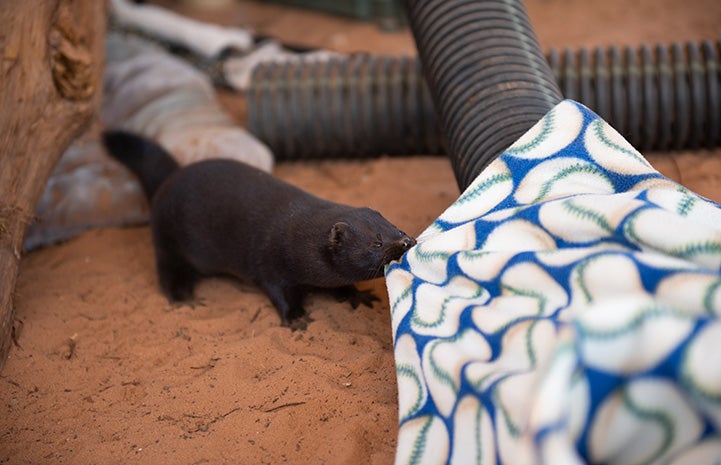 Little One the mink pulling a blanket