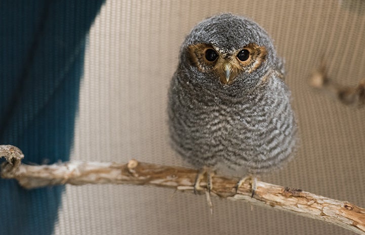 Pigmy owl on a branch