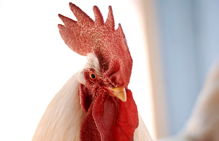 Saruman, a leghorn rooster