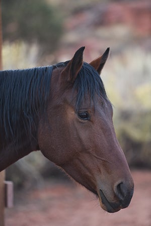 Wire the horse is an introvert