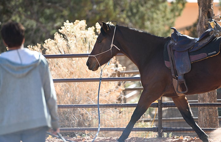 The saddle training paid off during a recent session when Wire the horse finally wore it effortlessly