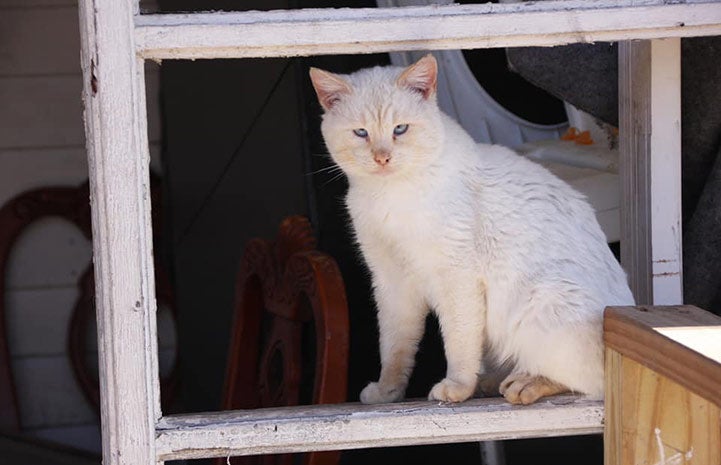 A blue-eyed flamepoint Siamese mix cat sitting in a windowsill