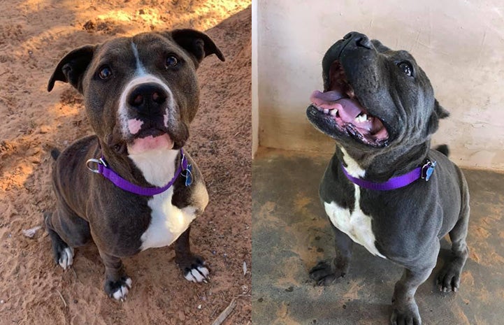 Cornflake and Stitch, canine behavior program graduates