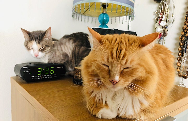 Poppy the cat sleeping on a small table near a sleeping foster kitten Cookie