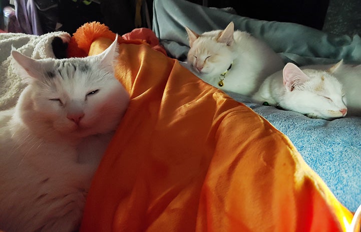 Monkey the cat lying on a bed by his two new feline siblings