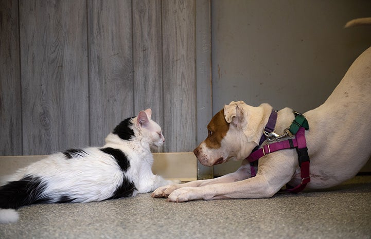 Taquito the dog play bowing to Rango the cat