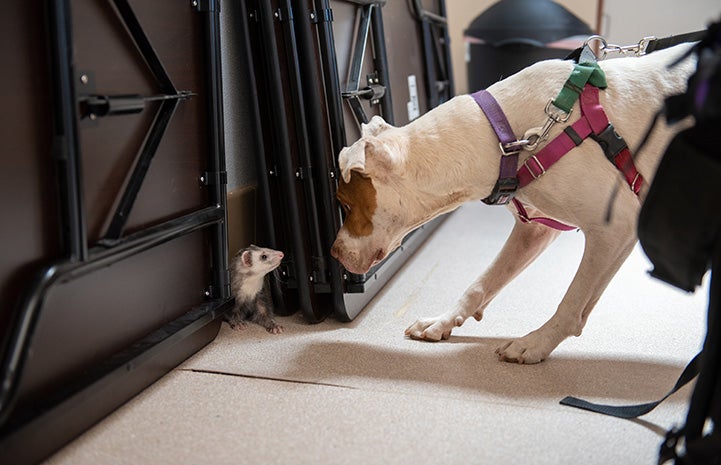 Taquito the dog sniffing a ferret who is hiding in some folded tables