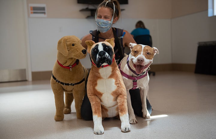 Taquito the dog posing with two stuffed dogs and a masked person