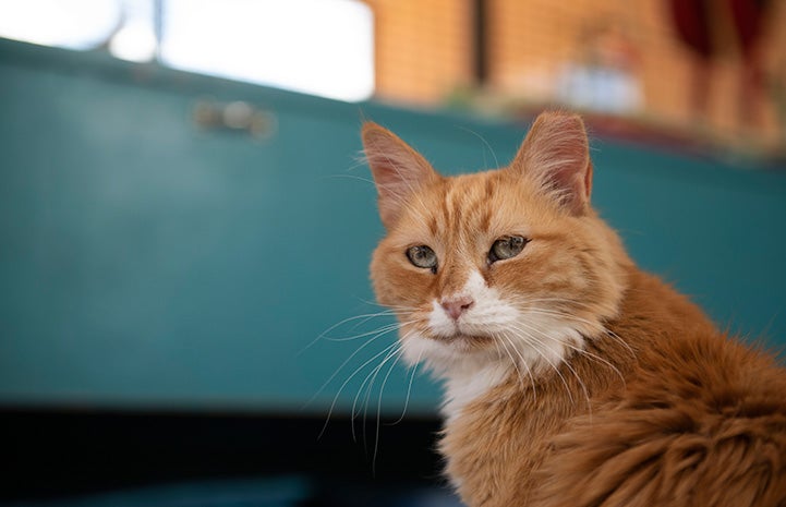 Axl the orange tabby and white cat with a blue background