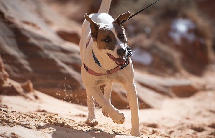 Lannister the dog running outside on the sand in front of a rocky outcropping