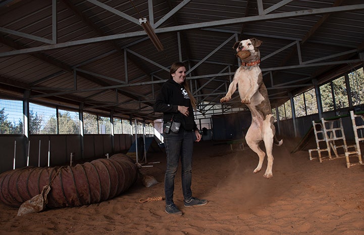 Pilsner the dog jumping up to catch a ball in his mouth while being watched by a smiling person