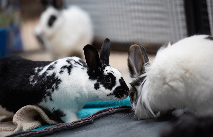 Ranger the rabbit sniffing a bunny buddy