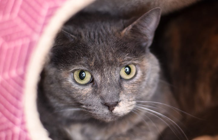 Rosie the dilute calico cat looking out the opening of an enclosed cat bed