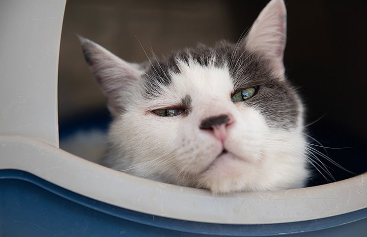 Teller the cat lying with his chin on a the edge of an enclosed cat hidey hole