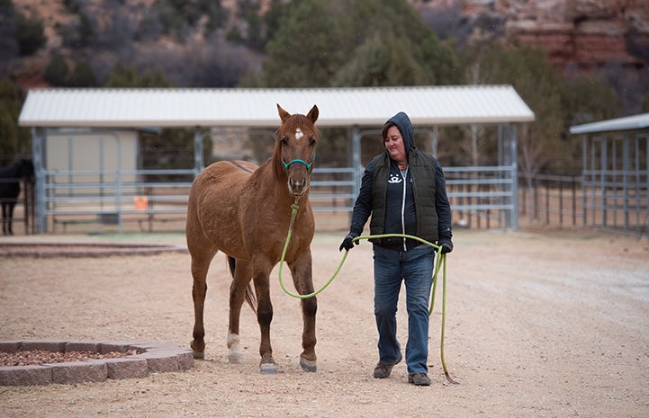 Ann training Peanut the horse by leading him outside