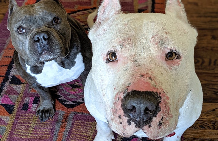 Walter the white mastiff with Tuggy, Melissa's dog