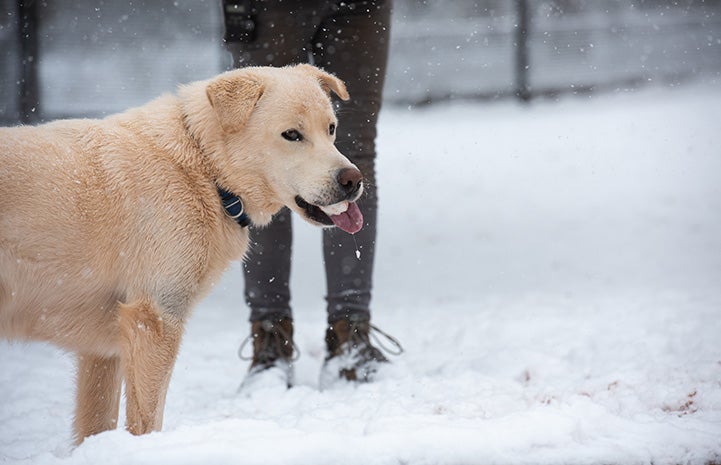 Aspen the dog out in the snow with tongue sticking out