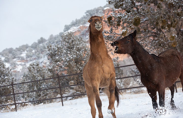 Two horses out in the snow with one rearing up a bit while the other neighs at him or is going in for a nip