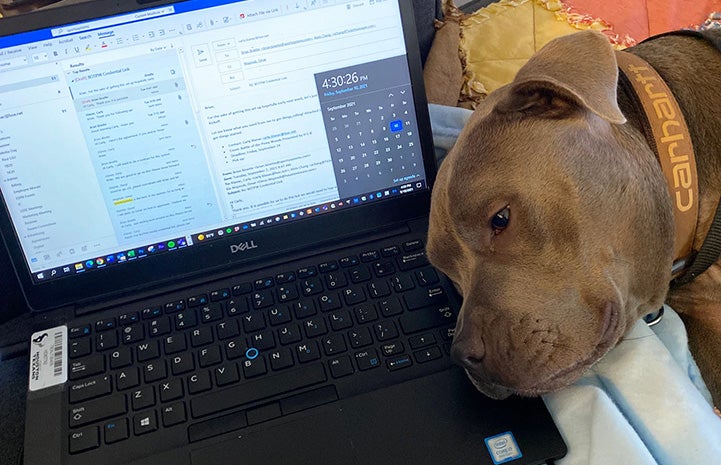 Dolly the dog lying next to a laptop computer