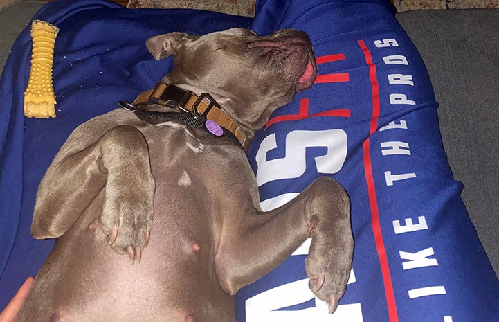 Dolly the dog sleeping upside down on a person's lap and outstretched legs