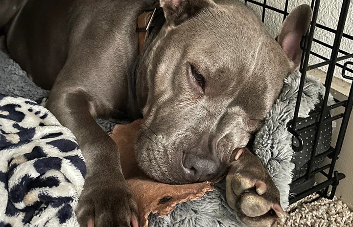 Dolly the dog lying in a wire kennel