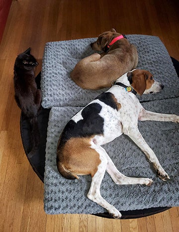 Fenway and Stax the dogs sleeping on some dog beds side-by-side by a cat