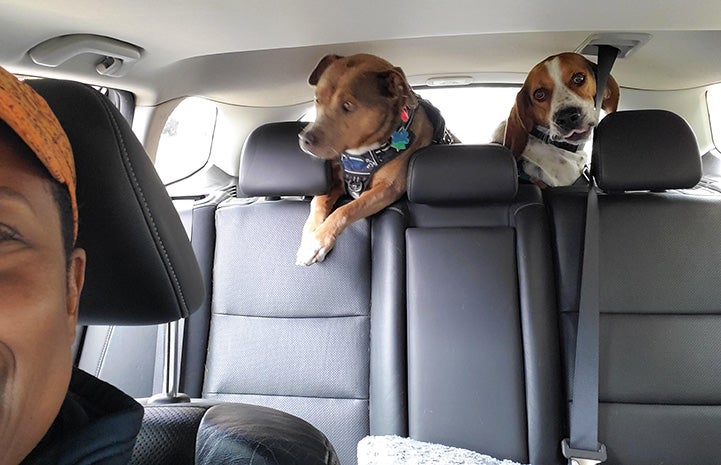 Gretchen selfie in the car with Stax and Fenway the dogs in the back seat