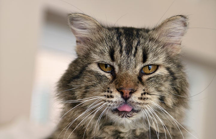 Squash the cat with a little of his tongue sticking out