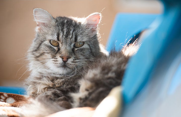 Squash the cat lying in a sunbeam